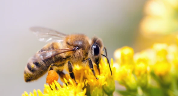 Homeowner’s Guide to a Bee-Friendly Backyard and Garden