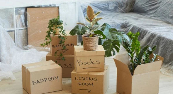 Tips for Transplanting Your Old Plants to Your New Home